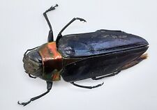 Buprestidae belionota 23 gebraucht kaufen Buprestidae belionota 23 gebraucht kaufen  Wadern