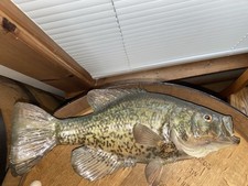 crappie mounts for sale crappie mounts for sale La Porte