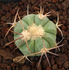 Echinocactus horizonthalonius usato  Italia