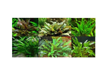 Cryptocoryne assortiment touff d'occasion  Krautergersheim