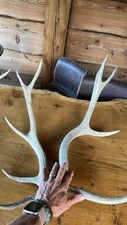 Natural reindeer antlers for sale  BRADFORD-ON-AVON
