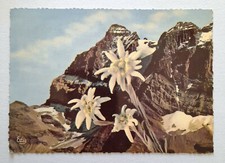 Carte postale edelweiss d'occasion  Pont-Évêque