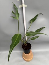 Philodendron burle marx gebraucht kaufen  Wolfsburg