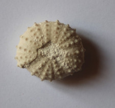 Oursin fossile phymosoma d'occasion  Saint-Just-de-Claix