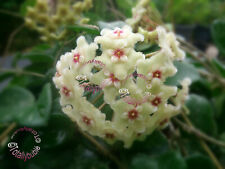 Bouture cutting hoya d'occasion  Metz-