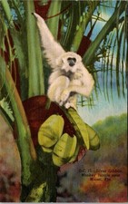 Vintage silver gibbon for sale  Wakarusa