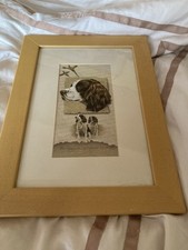 Springer spaniel print for sale  CANNOCK