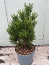 Pinus heldreichii compact for sale  CHORLEY