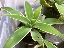 Variegated fox tail for sale  Little River