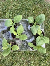 Organic tobacco amber for sale  BRIGHTON