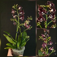 Phalaenopsis bannana chocolate for sale  NOTTINGHAM