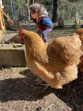 Buff orpington gold for sale  CASTLE DOUGLAS
