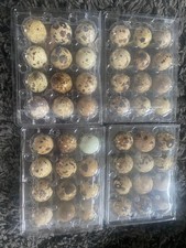 Quail eggs eating for sale  CREDITON