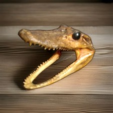 Alligator head inch for sale  Charleston