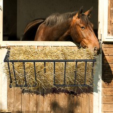 40.5 long horse for sale  Flanders