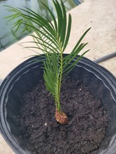Beautiful sago palm for sale  Bokeelia