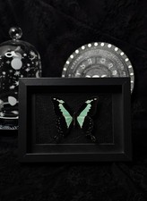 Echter schmetterling papilio gebraucht kaufen  Lauterbach