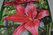 Asiatic lily red for sale  Saint Benedict