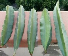 Fresh dragon fruit for sale  Walnut