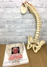 Human lumbar vertebra for sale  BERKHAMSTED