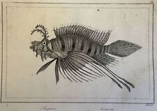 Pesce scorpione scorpio usato  Foligno