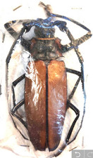 Callipogon armillatus 89mm for sale  Everett