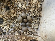 Chinese painted quail for sale  RADSTOCK