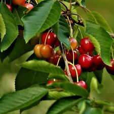 Große prinzessinkirsche kirsc gebraucht kaufen  Detmold