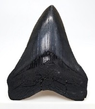 4.10 megalodon shark for sale  Bradenton
