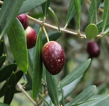 Olea europea moratina usato  Napoli