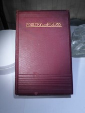 Antique poultry pigeon for sale  REDRUTH