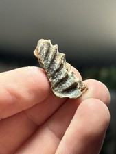 Genuine fish neoceratodus for sale  MATLOCK