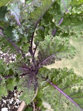 Kale seeds variety for sale  Snellville