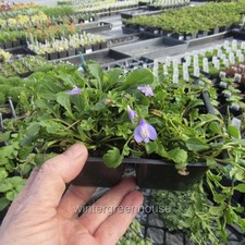 Mazus reptans purple for sale  Winter