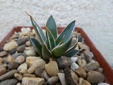 Agave schidigera shown for sale  PLYMOUTH
