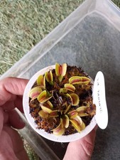 piante carnivore usato  Grumo Appula