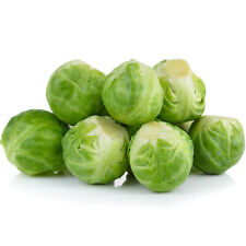 Winter brussels sprout for sale  WARRINGTON