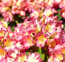 Rhododendron hybride feuer gebraucht kaufen  Uplengen