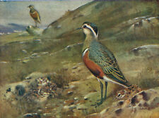 Dotterel chicks vintage for sale  DEREHAM