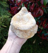 Fossil plesiosaur vertebrae for sale  WREXHAM