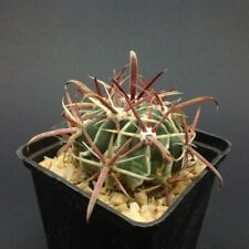 Ferocactus latispinus devil for sale  Tucson