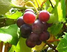Weinrebe erdbeertraube pilzres gebraucht kaufen  Menslage