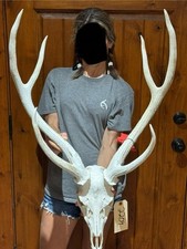 Massive axis deer for sale  Harper