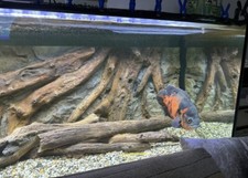 Aquarium complet d'occasion  Toulouse-