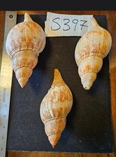 Tulip shells lot for sale  Warner Robins