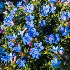 ground cover plants for sale ground cover plants for sale UK
