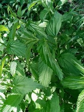 stinging nettles for sale  Earlville