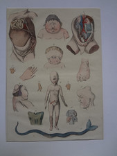 Antique science engraving d'occasion  Expédié en Belgium