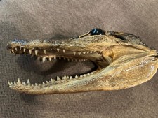 Vintage taxidermy real for sale  Midlothian