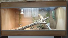Complete bearded dragon for sale  KIDLINGTON